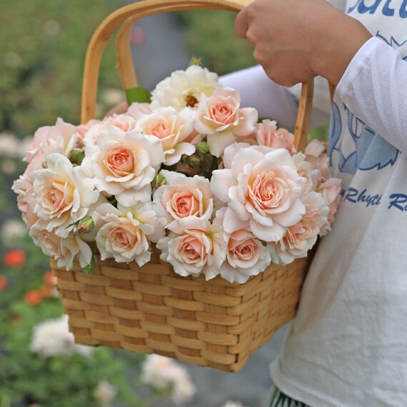 闪闪发光月季花苗河本悠悠阳台庭院大花浓香玫瑰四季开花卉绿植物