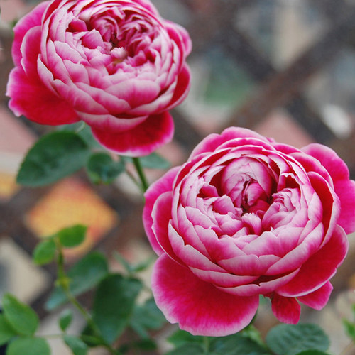 日本玛丽四季开花玫瑰花苗