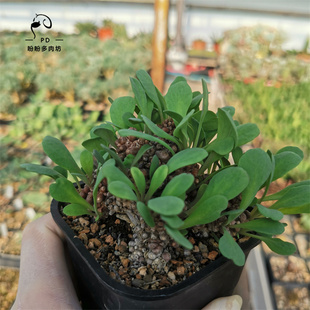 多肉菊科块根装甲敦菊块根装甲一物一拍盼盼多肉坊