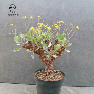 多肉菊科块根厚敦菊属蛮鬼塔造型多头老桩一物一拍盼盼多肉坊