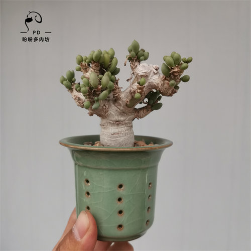多肉块茎卡拉菲厚敦菊一物一拍