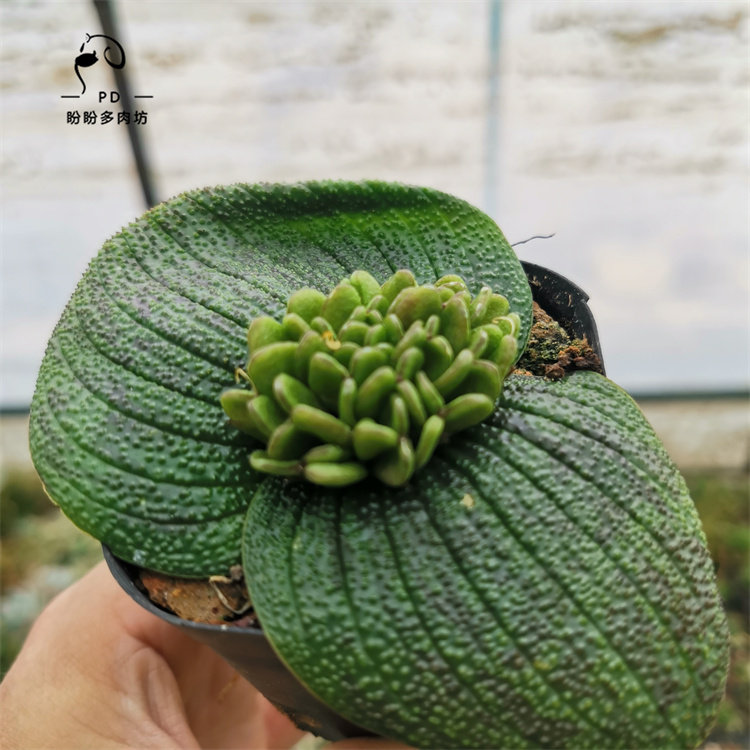 多肉块根紫镜块根风信子科开花大母本一颗包邮一物一拍盼盼多肉坊