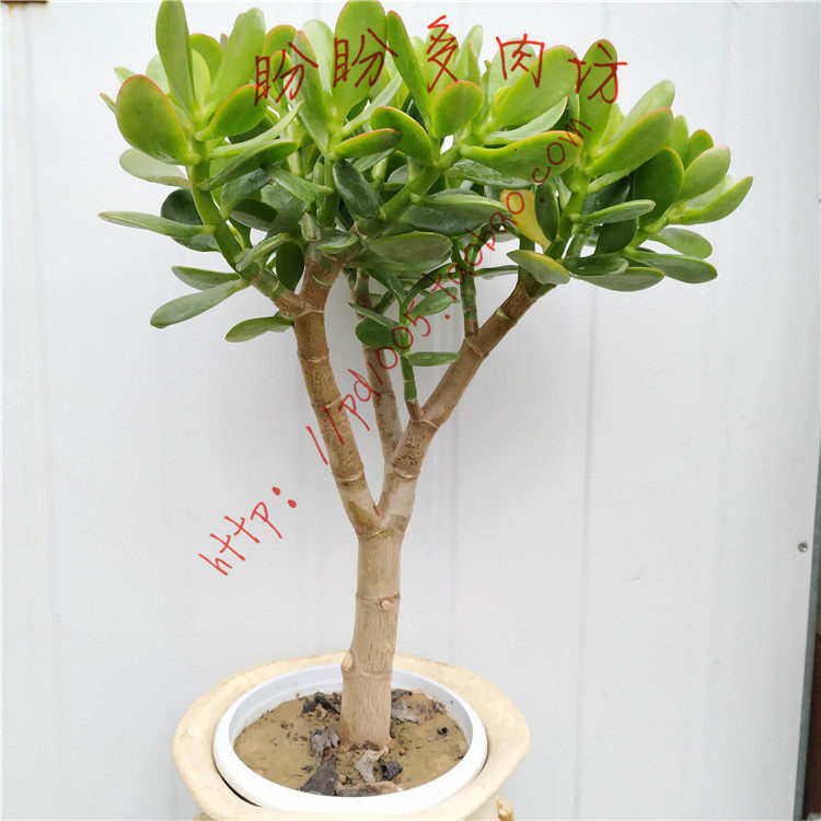 多肉玉树花月红边玉树树状独桩造型一物一拍盼盼多肉坊