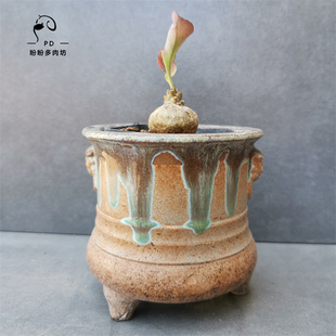 多肉菊科块根实生美尻杂交厚敦菊一物一拍盼盼多肉坊