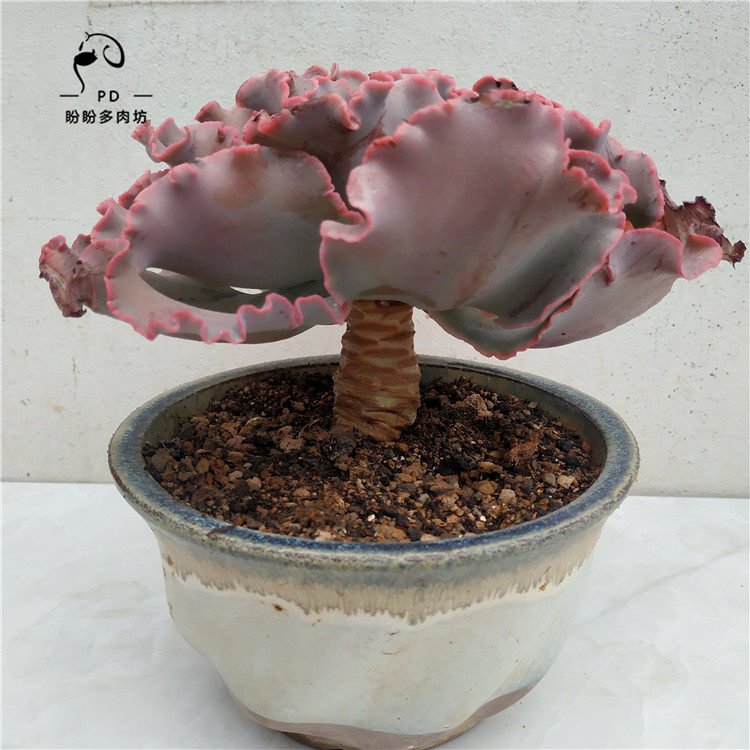 多肉大包菜女王花笠舞会红裙高砂之翁老桩一物一拍盼盼多肉坊