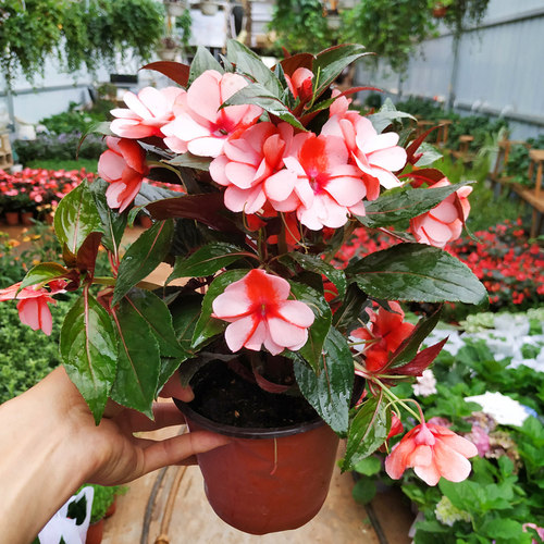 重瓣凤仙花水梅花盆栽带花苞