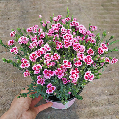初吻石竹康乃馨带香味昆明发货
