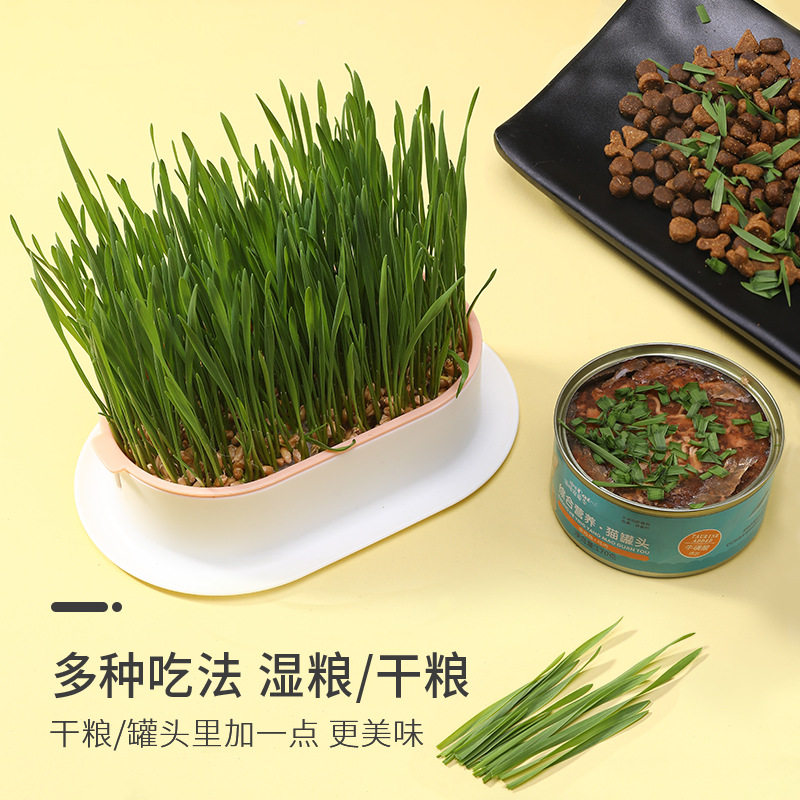 小麦猫咪零食猫草无土栽培图片