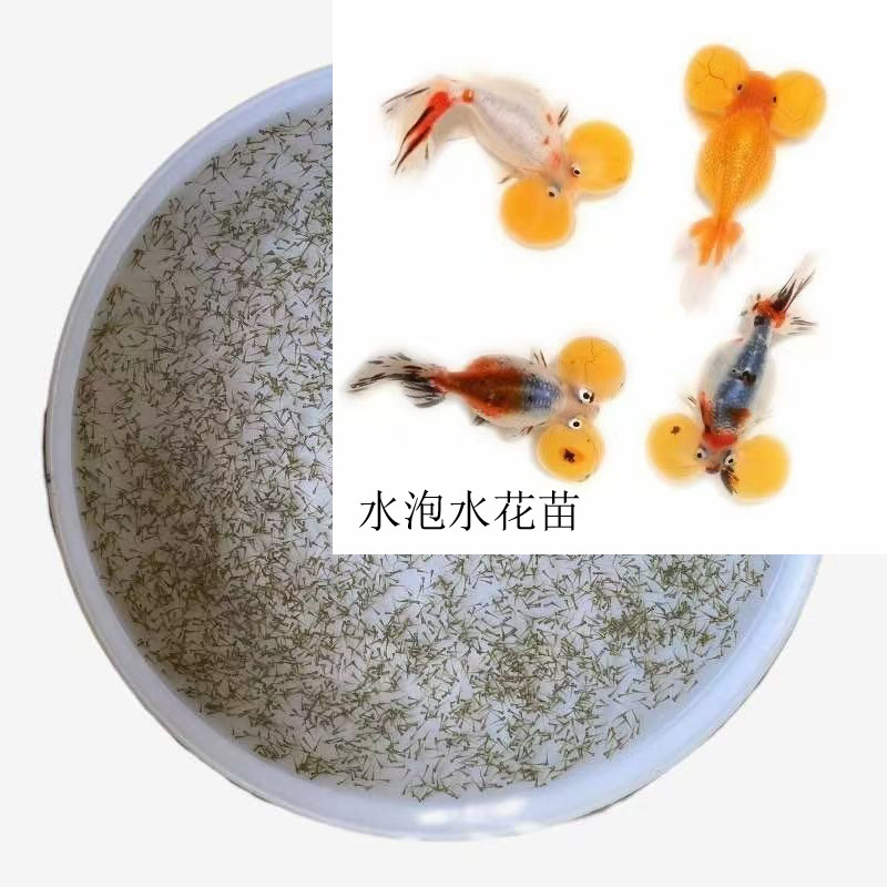 水泡金鱼水花苗水泡大眼金鱼冷水鱼好养观赏鱼活体