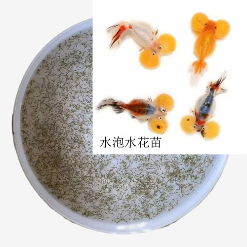 水泡金鱼水花苗水泡大眼金鱼冷水鱼好养观赏鱼活体