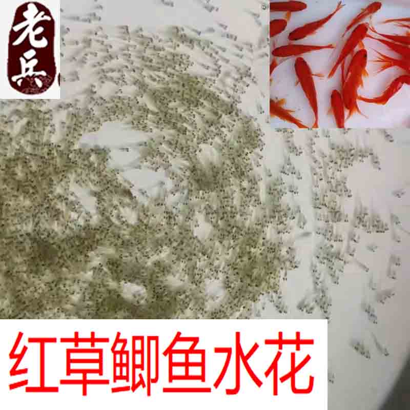 红草金鱼苗水花活体观赏鱼锦鲫龙鱼乌龟鱼食饲料小金鱼苗好养耐活