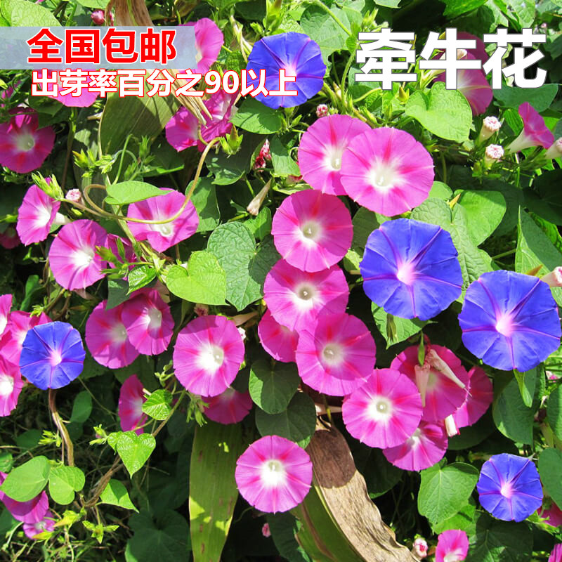 大花朵牵牛花种子爬藤花卉阳台庭院花种子植物花籽混色盆栽喇叭花图片