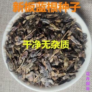 新板蓝根种子大青叶种籽材种籽散装药食两用四季种植包邮