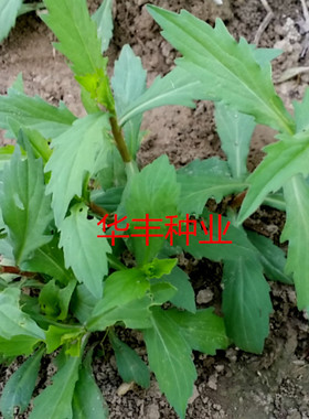 野生马兰头种子 食用野菜四季播种易种鸡儿菜庭院阳台盆栽 保健菜