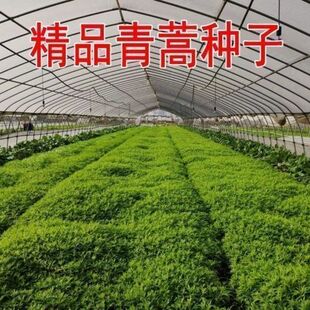 新采青蒿种子 野生青蒿种子 草蒿种子 香蒿种子 苦蒿种子药材包邮