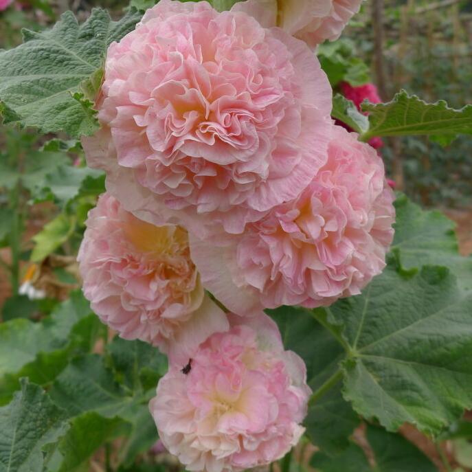 秋播观花种子蜀葵花种子景观花卉种子工程园林绿化花草花种子包邮