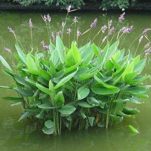 再力花种子 水竹芋水莲蕉 塔利亚多年生挺水草本水生植物种子