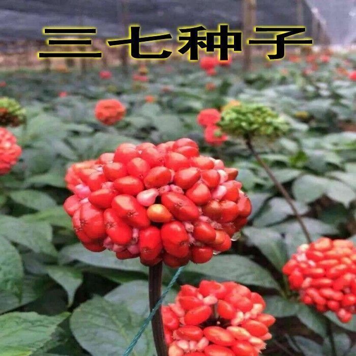 云南文山田七种子三七名贵药材 三七文山三七净种子三七种子图片