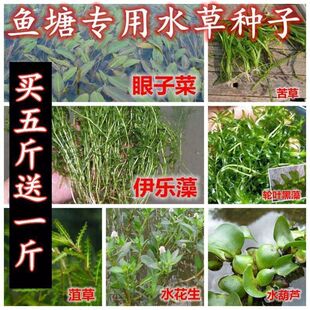 鱼塘水草种子伊乐藻轮叶黑藻养鱼虾草籽种子四季净化水质的水草