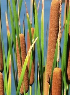 散装香蒲种子 多年生落叶宿根挺水型东方香蒲草蒲黄种子包邮
