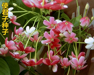 散装花卉药材使君子种子 留求子 史君子 五梭子 索子果 冬均子