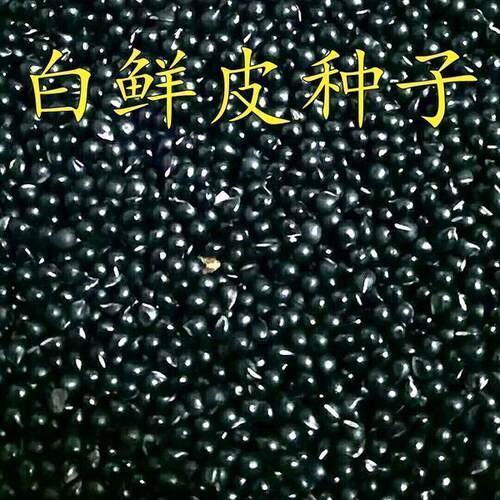 白鲜皮种子新采药材种籽春秋播种白鲜皮籽八股牛山牡丹羊鲜草