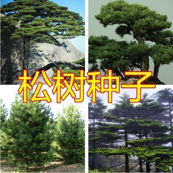 新采松树种子 黄山松迎客松马尾松白皮松五针松黑松油松雪松种子