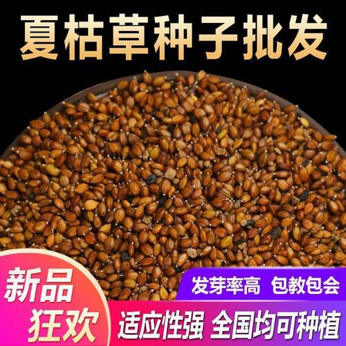 散装夏枯草种子材白毛夏枯草种籽子四季种植另有野生黄芩苗孑