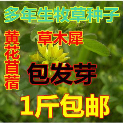 黄花苜蓿耐贫瘠牧草种子