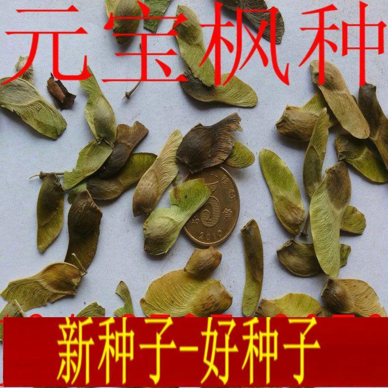新成熟元宝枫种子榨油元宝枫树种元宝枫苗图片