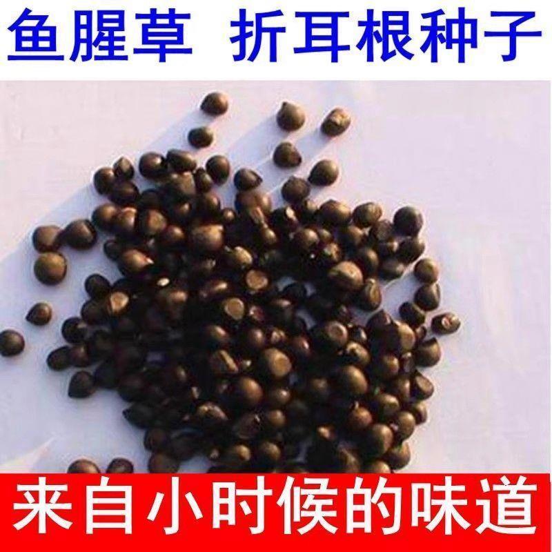 鱼腥草种子 种籽折耳根种根种苗新鲜盆栽四季贵州云南四川包邮