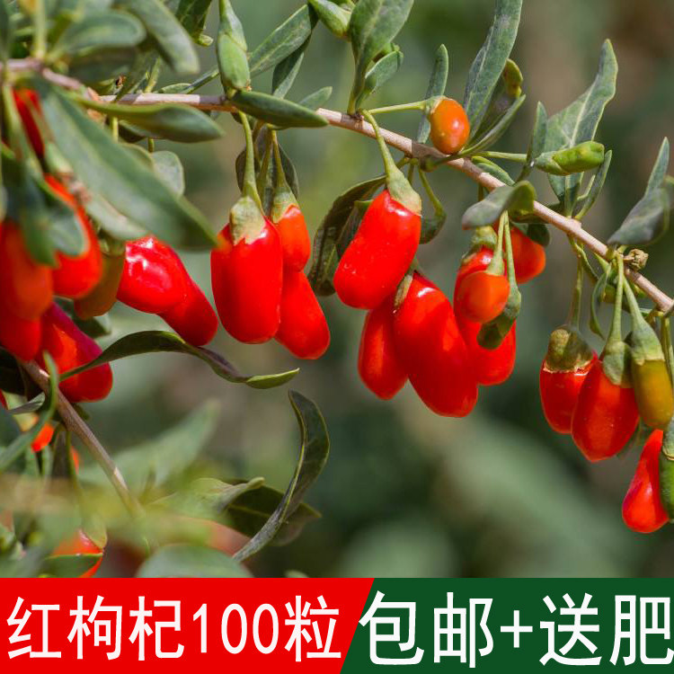 出售新货果树籽黑果枸杞种籽黑枸杞种子红枸杞种子四季可播蔬菜籽
