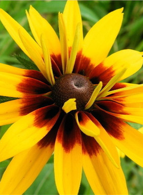 黑心菊种子春播多年生耐寒黑心金光菊种子景观绿化花卉籽公斤包邮