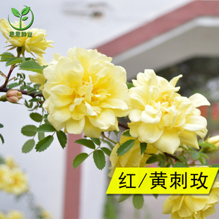 红刺玫黄刺玫种子刺玫花刺玖花黄刺莓破皮刺玫蔷薇籽种子