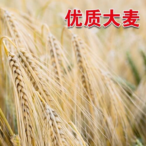 新采大麦种子大麦草种籽粮食种籽麦子籽大田高产
