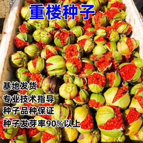 云南重楼种苗种子七月一枝花滇重楼独角莲矮杆多芽老虎姜图片