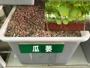 散装出售瓜蒌种子 吊瓜子种子 瓜蒌籽 苦瓜 栝楼种子 瓜楼 种子包