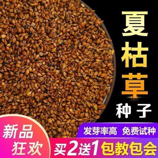 散装夏枯草种子中药材白毛夏枯草种籽子四季种植另有野生黄芩苗孑