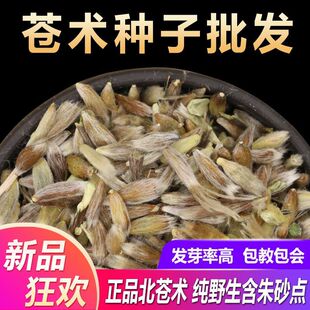 新苍术种籽药材苗种植中药北苍术种子春四季播种含砂点的苍术苗
