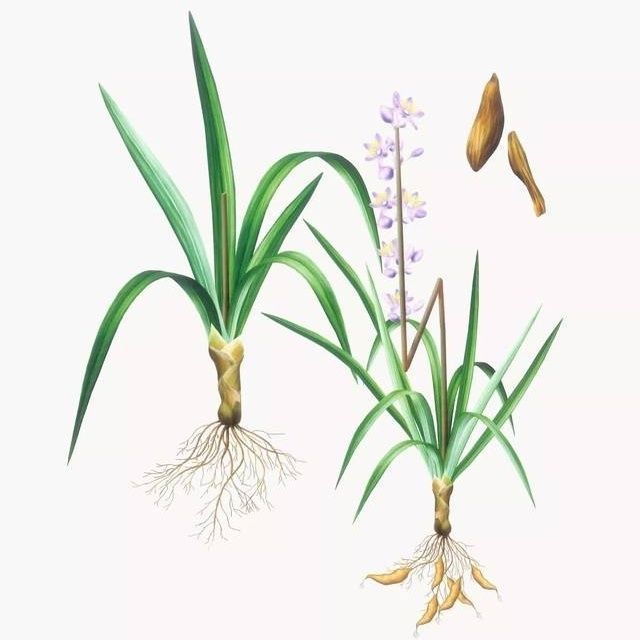 多年生麦冬种子耐寒耐热野生麦冬种子麦冬草种子川麦冬种子中药材图片