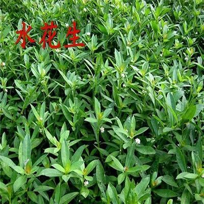 鱼塘水草种子伊乐藻轮叶黑藻养鱼虾草籽种子四季净化水质的水草