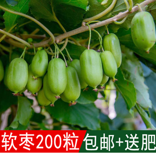 溢芳种业出售新采林木树种软枣种子别名君迁子野柿子丁香枣