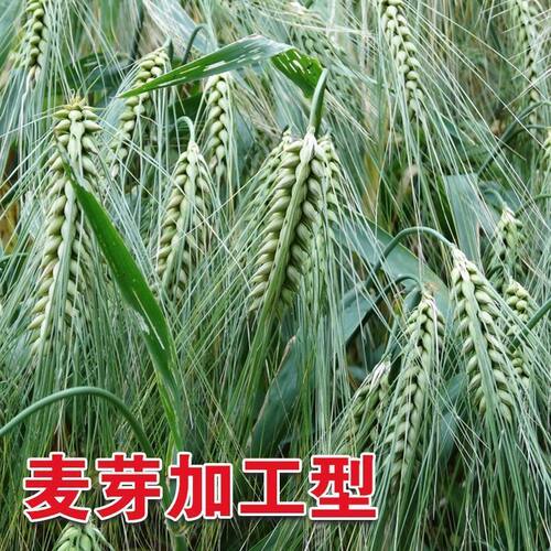 新采大麦种子大麦草种籽粮食种籽麦子籽大田高产