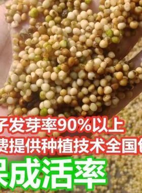 云南黄精种 滇黄精种子老虎姜种子节节高种子种苗 姜型多花甜黄精