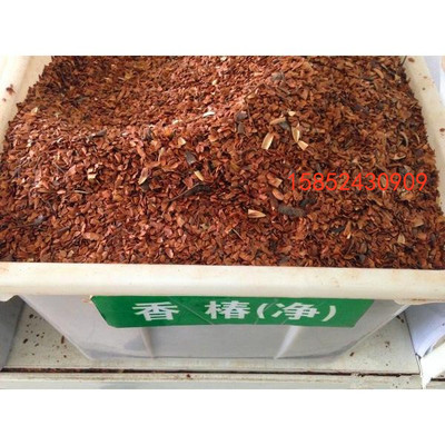 香椿种子包邮 香椿芽苗菜种子  香椿苗种子 新采收红油香椿树种子