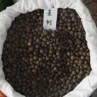 林木种子茶树种子铁观音茶树种子龙井茶树种子绿化苗木种 包邮