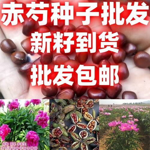 赤芍种子木芍药草芍红芍药毛果赤芍山芍药多年生药材草本包邮
