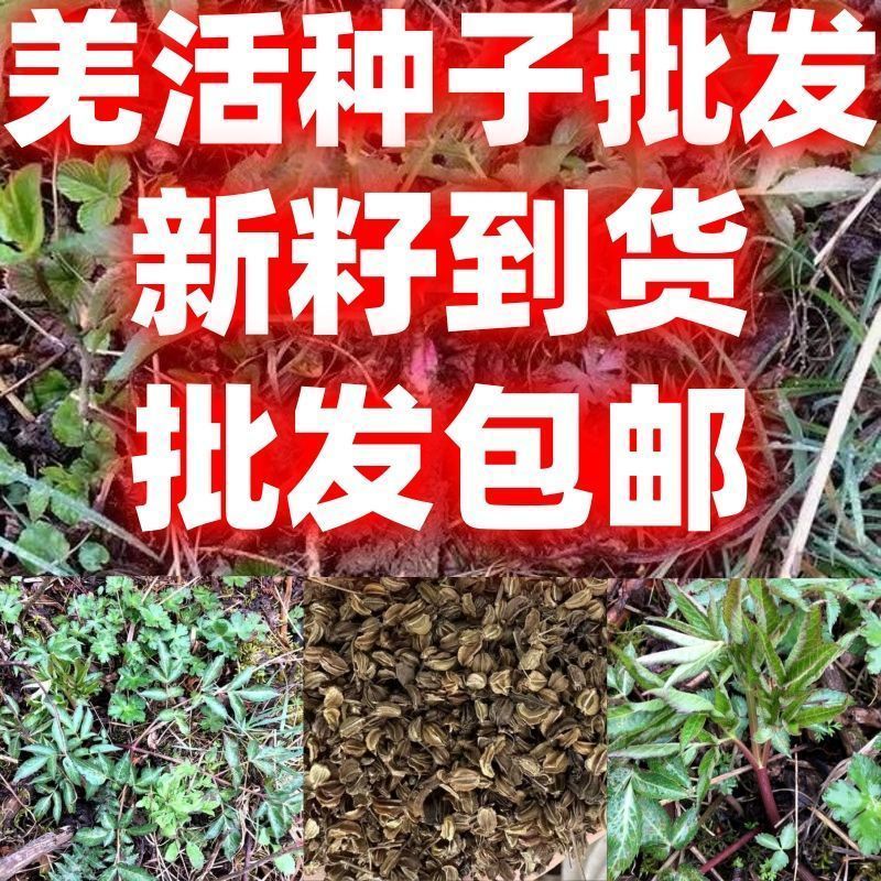 羌活种子四季种植用种籽籽多年生包邮羌活苗药材好种 - 实物图