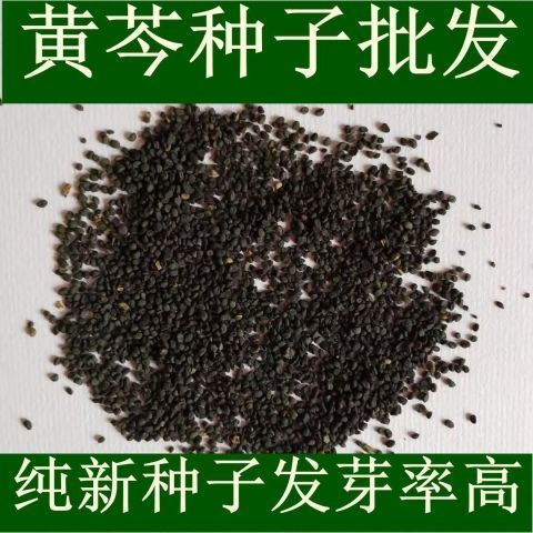 黄芩种籽散装优质中药材黄芩种子春季秋季种植多年生