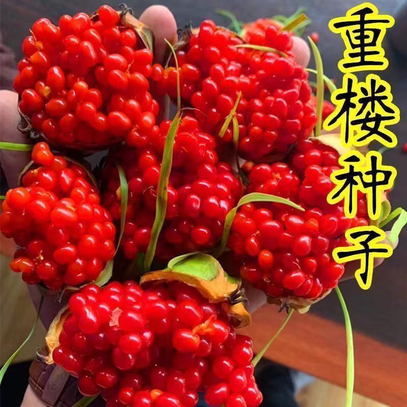 重楼种子高杆大叶粉质滇重楼种子大滇重楼七叶一枝花种子